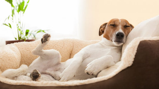 ¿Es normal que los perros duerman mucho?