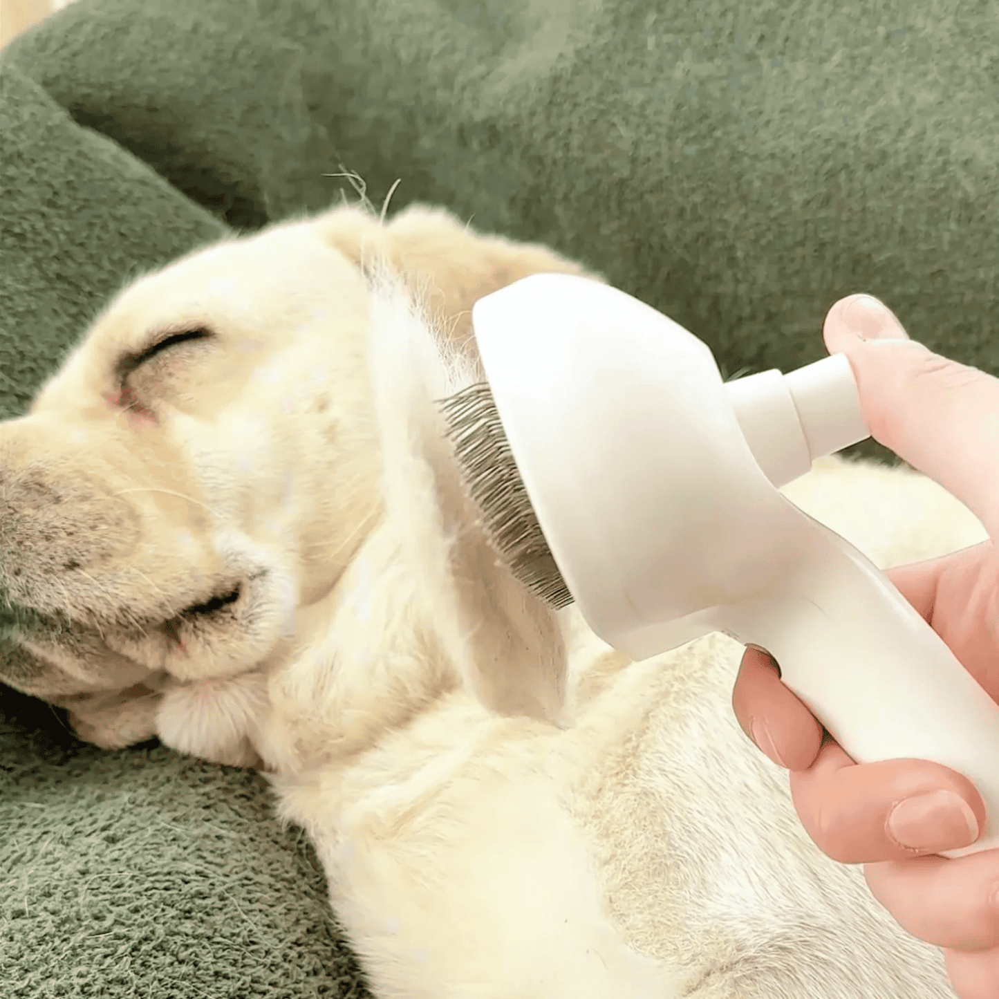 Cepillo Vapor Pet