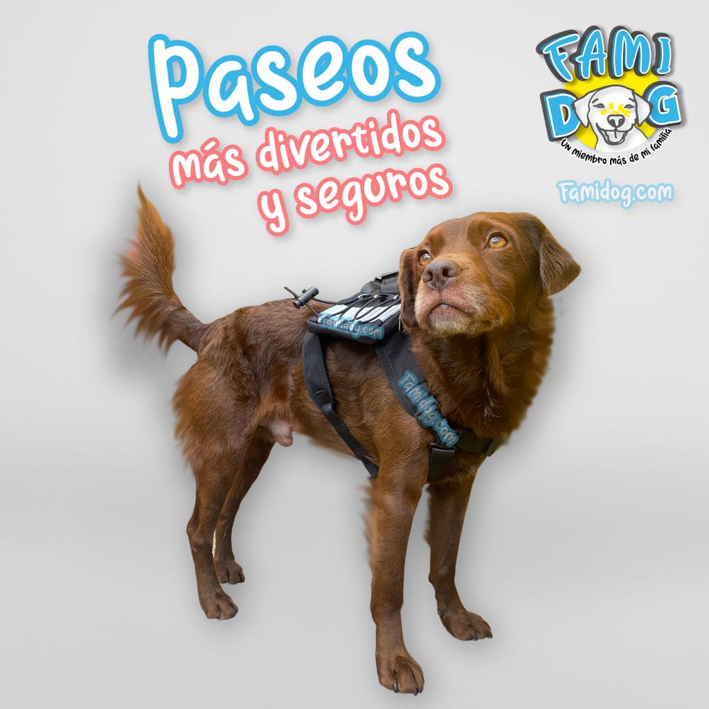 Mochila pechera